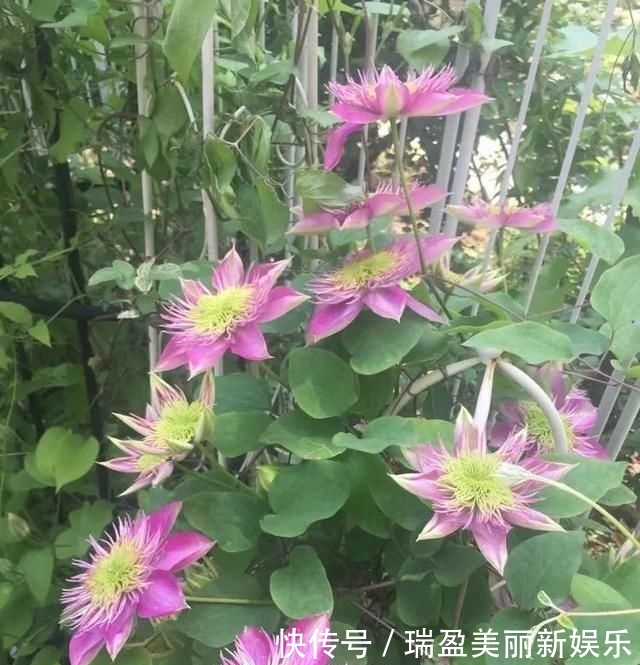  「平方」有了30平方的小院，能将日子过成了诗？简单而精致，优雅而从容！