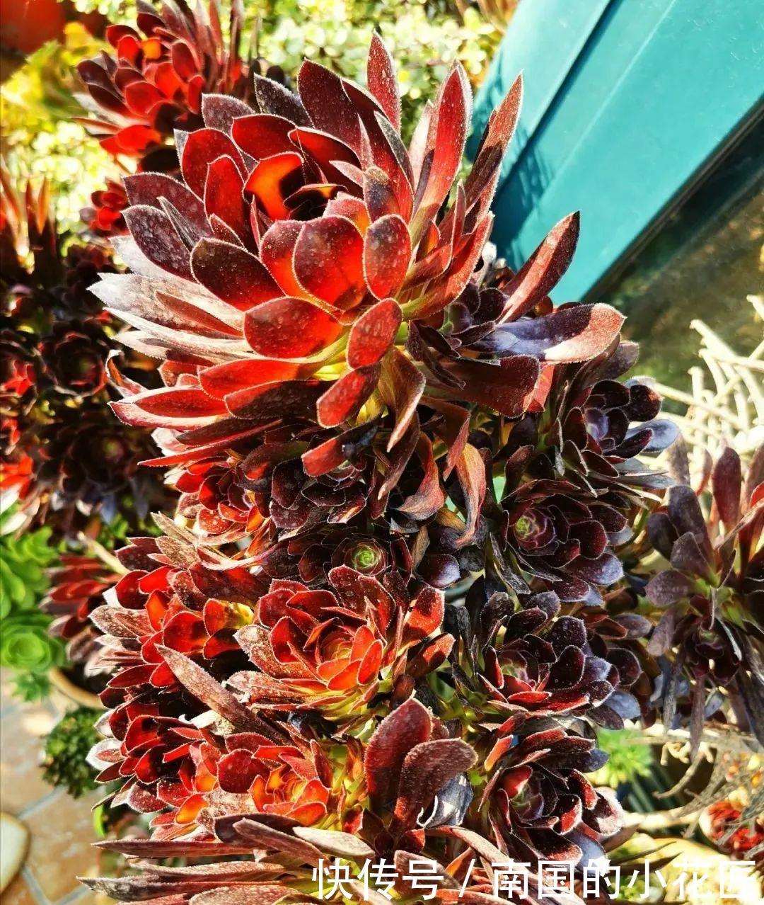  『剪掉』5种开花就容易死的多肉，赶紧把花箭剪掉，那样才活得久！