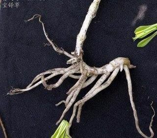  #绿黄色#宝铎草生长于林下或灌木丛中。花开黄色、绿黄色或白色