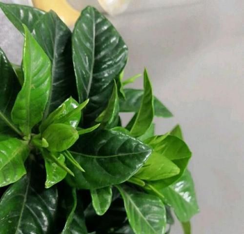  「烂根换盆」一直想给栀子花换盆，如何判断自己养护的栀子花盆栽要不要换盆？