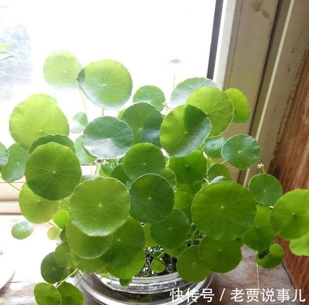  #开爆#这些花，命太大，成桶成桶喝水，烈日下开花，开爆整个夏天
