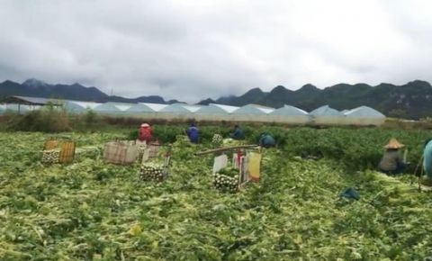  能力@广西菜农捐赠2万斤西芹支援武汉：有能力就帮一点