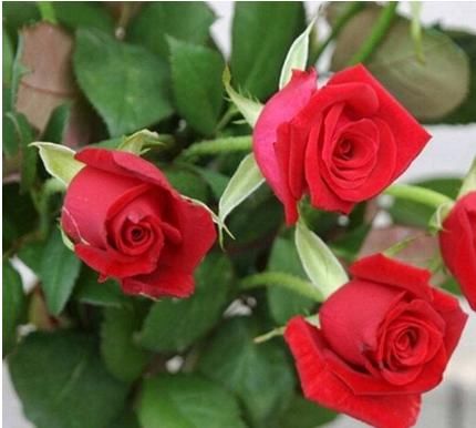  #试试#家室养花试试3种花，花色漂亮耐看，好养花期长，美得阳台变花园