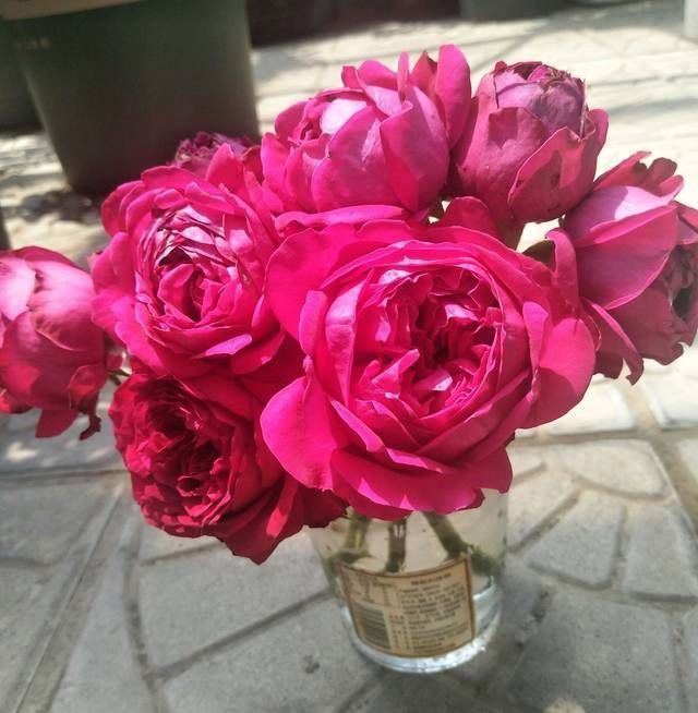 『红龙』红龙月季花苞总是有黑斑就是不绽放是怎么回事3个原因不能忽视