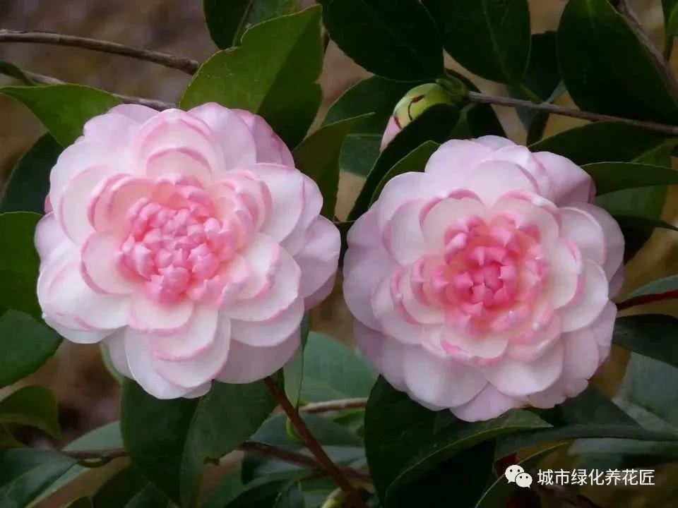  【枝条】茶花新芽一直不展叶抽枝条？养茶花，心急您就失败了一半