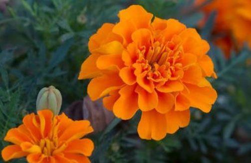  『妖娆』喜欢在家中养护花卉，就选5种花卉，花色艳丽、花期长，妖娆优雅