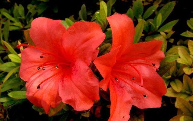  爆满|盆栽杜鹃花，做好这3点，来年开花爆满盆！