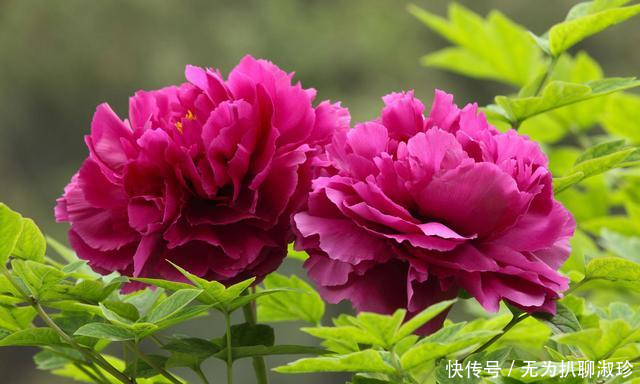  『木香花』抓住春天的“尾巴”，养上这几种花，赴一场最美“约会”