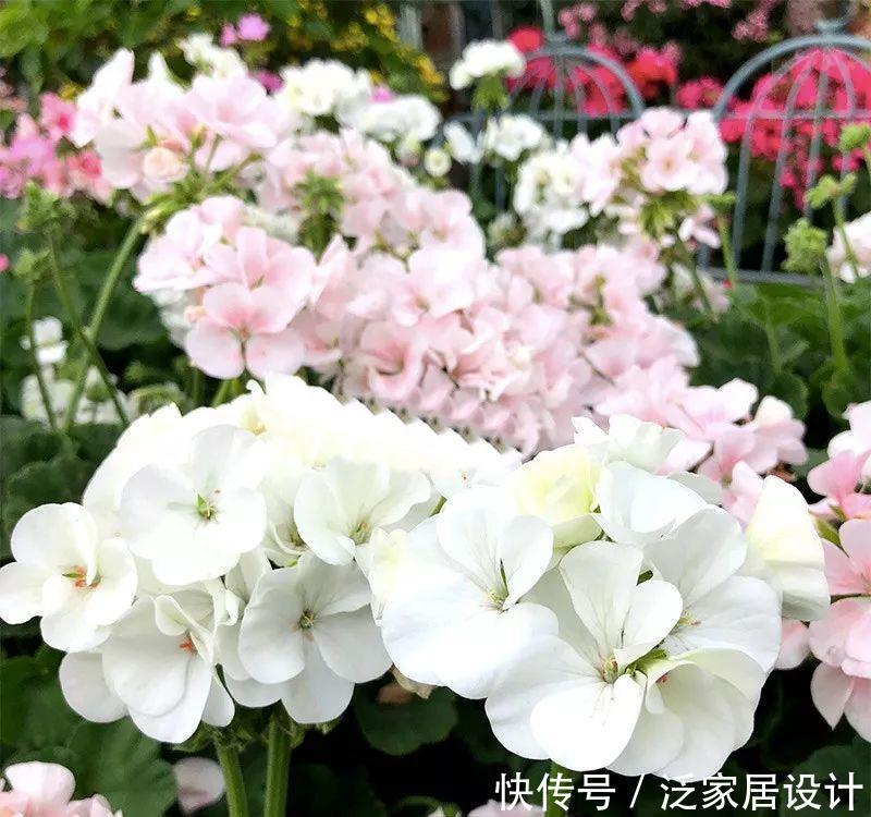 每种■110种天竺葵,每种都超美,看看你认识多少种?