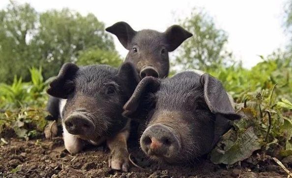  #补贴#一头母猪赔付1200元！10省发布补贴、扩生产政策