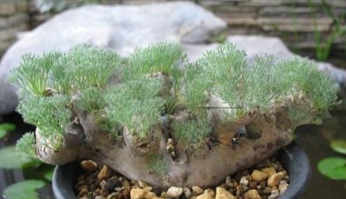 「种多肉植物」这些多肉植物非常珍贵，甚至有的从来没见过，你认识几种？