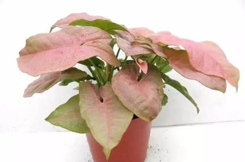  『卫生间里面』卫生间里养这些植物好活，潮湿高温也不容易出问题，看着清新自然