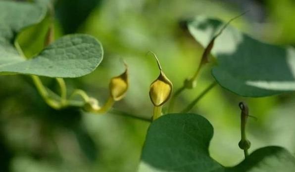  植物■生长于野外的这种植物，长在野外却无人认识！一斤1500元太珍贵