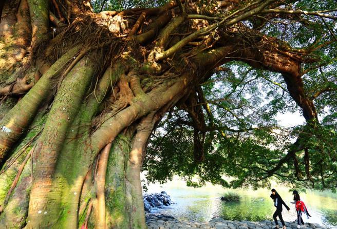 福建因电影闻名的村子，村里一棵“千年古树”，需十人才能围住