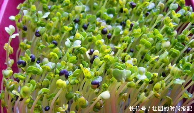  卫生：在厨房种上这些，不但可以当绿植看，还可以吃，干净卫生有营养