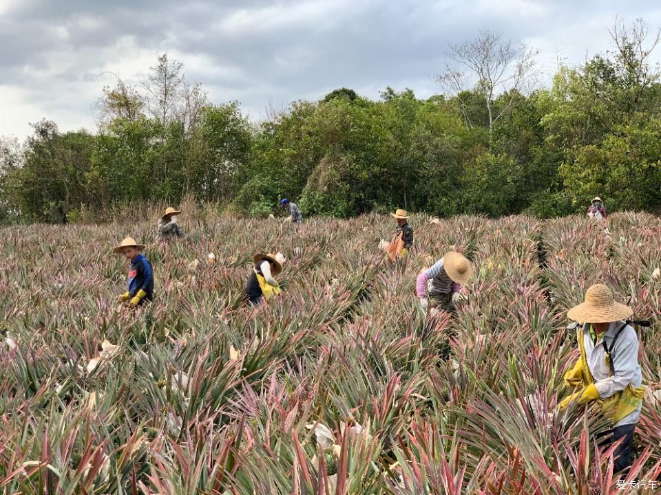  菠萝■2020年，劳作在海南的菠萝地海