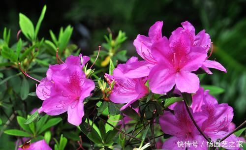 【花本】此花本是中国野花,因受老外追捧,变成中国十大名花之六