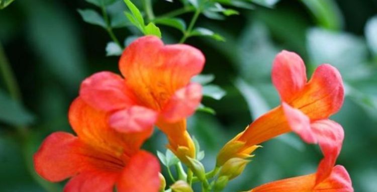  『能力』家有庭院就养“此花”，爬藤能力强，花色漂亮，开花多，开成花墙！