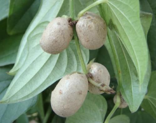  果子一般■农村有1种“小果子”，被称为“山药豆”，棕色的果子奇特、珍贵