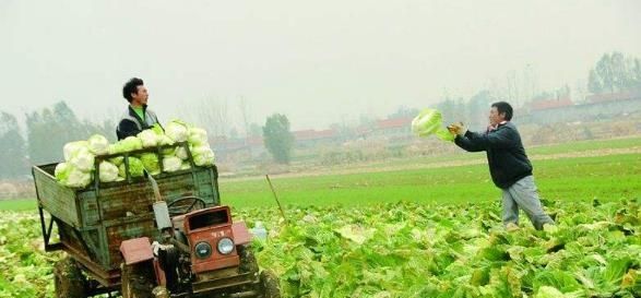  [收购]去年收购6毛每斤，今年收购价4毛一斤，还得请人工，还要