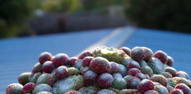  发根|夏天服盆期的多肉，要想发根快，少用这种人人喊好的土壤