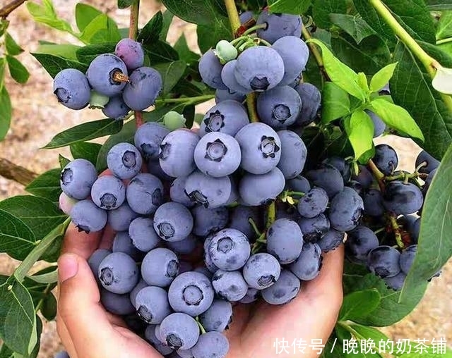  无花果：还在阳台种绿植现在流行养此些水果盆栽，好看又好吃