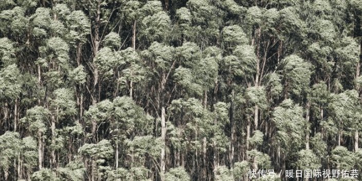  「十万大山」广西桉树产量全世界第一，桉树真的会污染环境吗