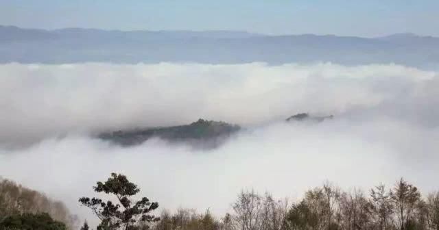 仲冬时节，云南景迈山上，最适合观赏伴着茶香的云海了！