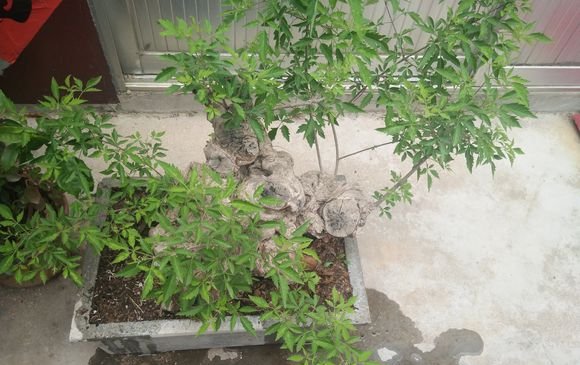  【黄荆】乡下的这棵树到处都长得快又结实，做盆景反而很有价值