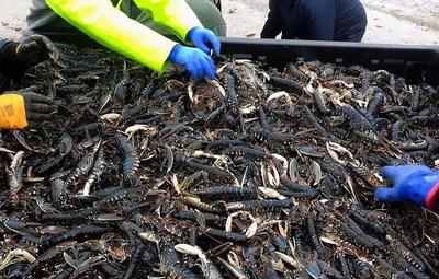 暴风雨过后，上百万海鲜铺满沙滩 ，却愁坏当地渔民！