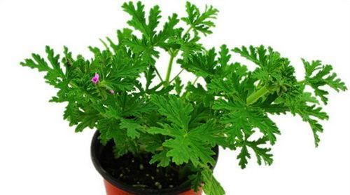  『错过』六种最有效的驱蚊植物，现在养夏季正好能用上，不要错过哦！