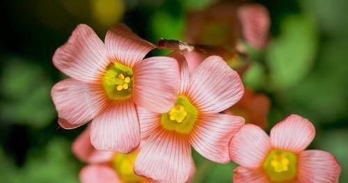  『家里』家里养什么花好？选择这些花卉，好养活、易开花，打造阳台小花园