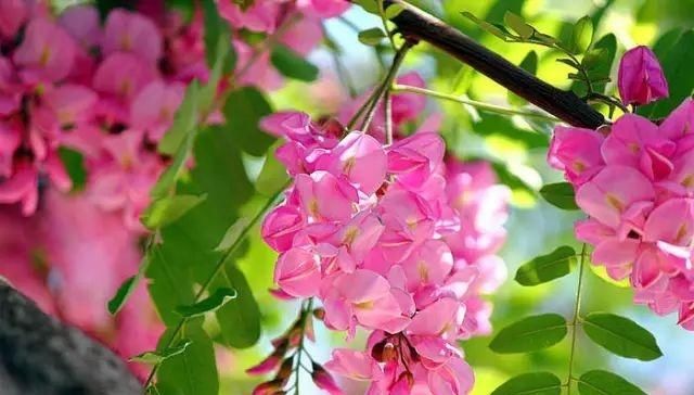 中国人的院子,最适合种这12种树!你家有吗?