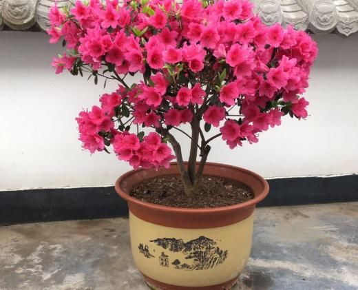  开爆：阳台养杜鹃，记住“3不要”，盆盆都能开爆花！