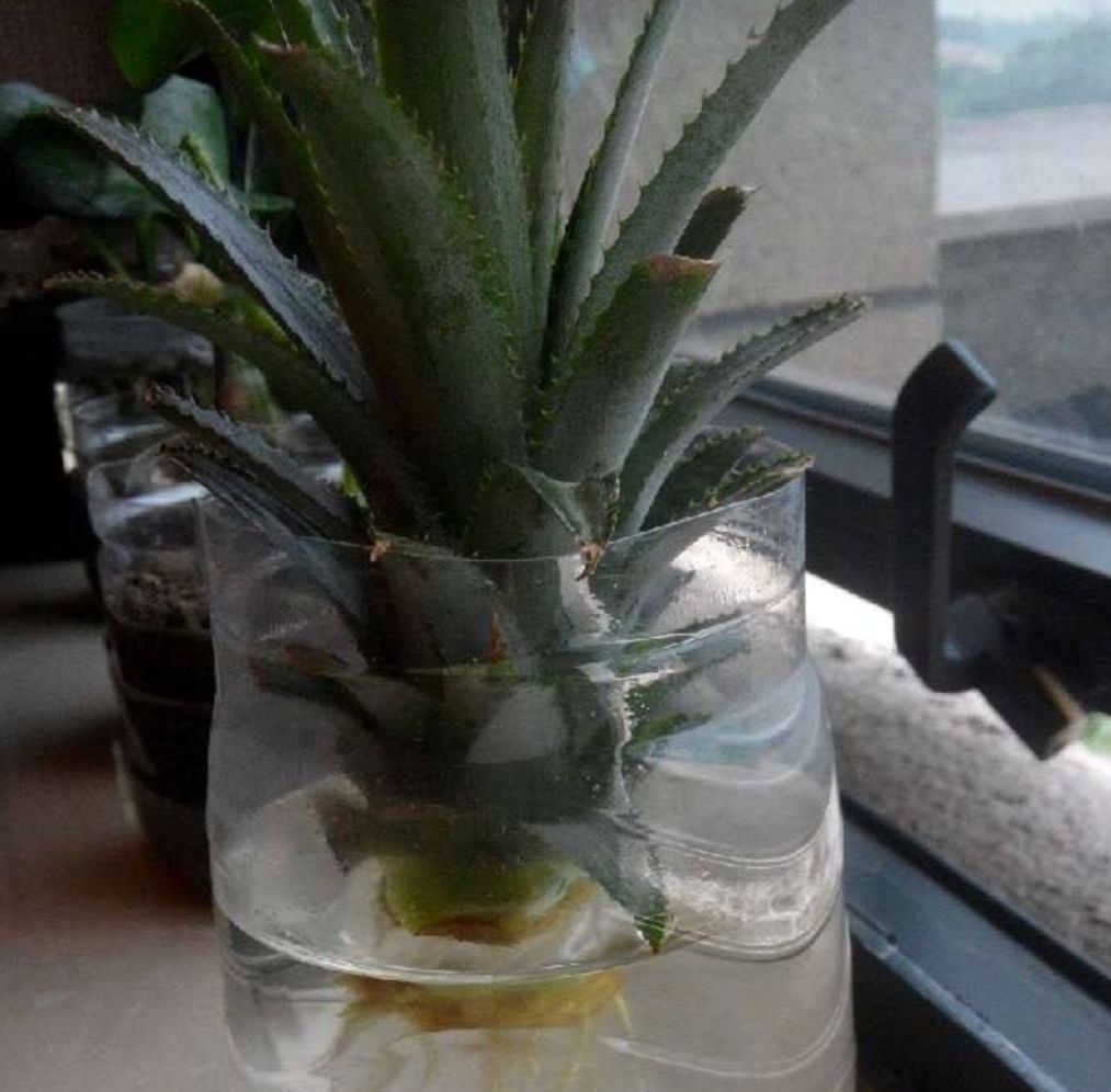  「叶子的菠萝」吃完的菠萝头不要扔,教你种出好看的菠萝盆栽,还能长菠萝