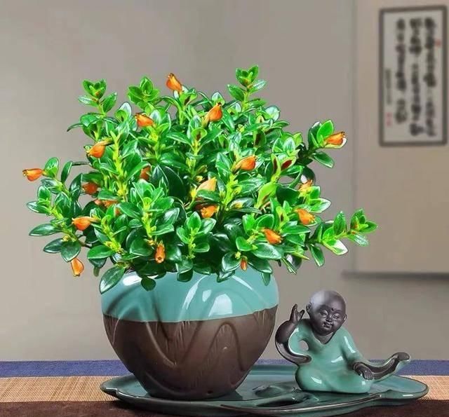  [有钱]这八种花命里带金，越养越有钱，你确定不来一盆吗？