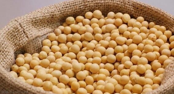 贸易战影响中国猪的伙食习惯:中国为何“死咬”美国大豆不放