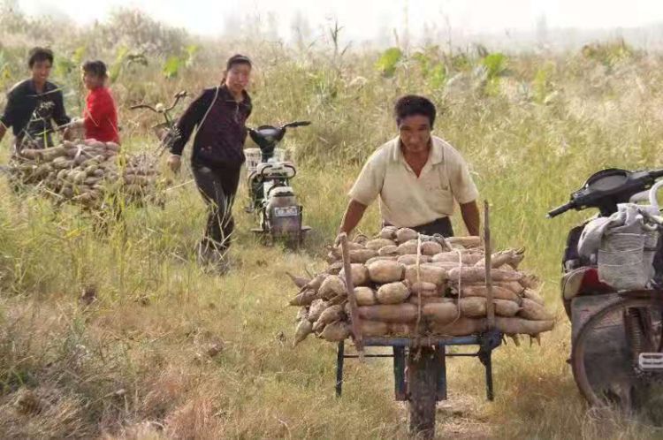  销路@每亩产量6000斤，眼瞅着马上冻烂，农民急盼销路！