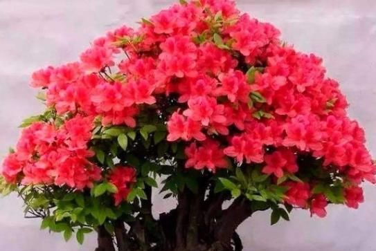 呼呼:小花匠养兰花,2种“植料”一搭配,从来不烂根,呼呼开花冒新芽