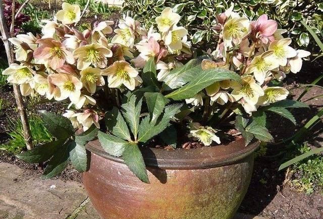  「随便」这“5种花”随便买，叶片绿、开花艳，越养越喜欢