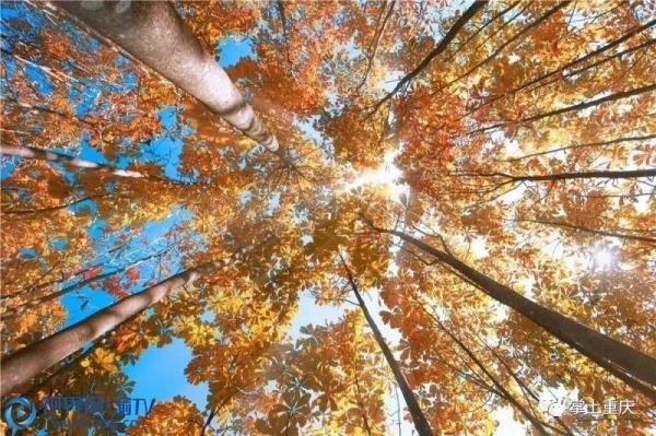 仙女山层林尽染 美景如画