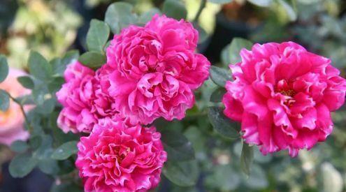  『庭院』“高档玫瑰”紫雾凝霜，美丽怡人，芳姿耀眼，庭院养花必备