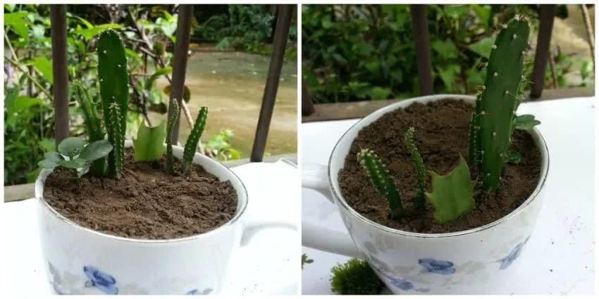  「花园」在茶杯里建花园，美到惊艳！31万网友疯狂点赞：这是我不曾见过的童话世界！