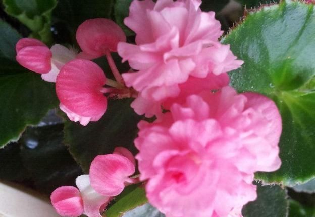  『花赏』四季海棠“开花慢”？吃点“小垃圾”，花朵钻全枝，花赏四季不断