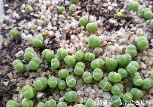 非洲遍地都是“玉石”，导游却告诫：别犯傻，可千万别拿！