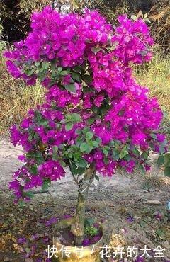  『漂亮』喜欢在家中养护花卉，就养护花色绚丽，花枝妖娆的3种花卉，漂亮