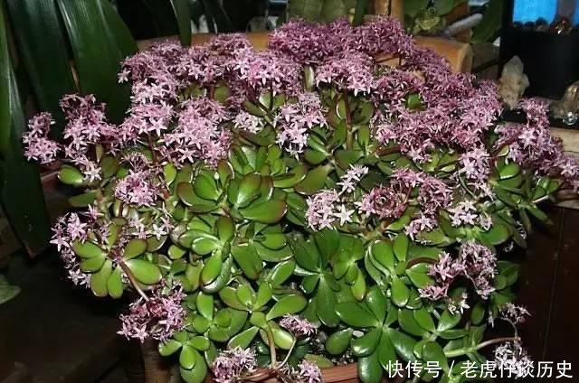  『懒人』为懒人准备的6种盆栽花卉, 一两个月忘记浇水也能活得滋润