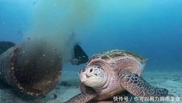 长滩潜水遭遇反胃一幕，濒危绿海龟竟在水下排污管觅食