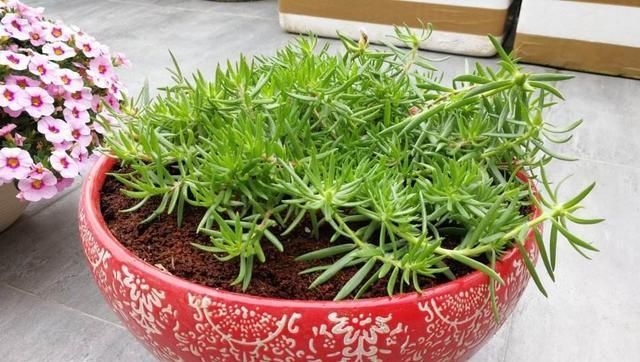  「开花真」不会养花？这3种花，一个枝丢盆里就活，开花一大盆，一年开3季