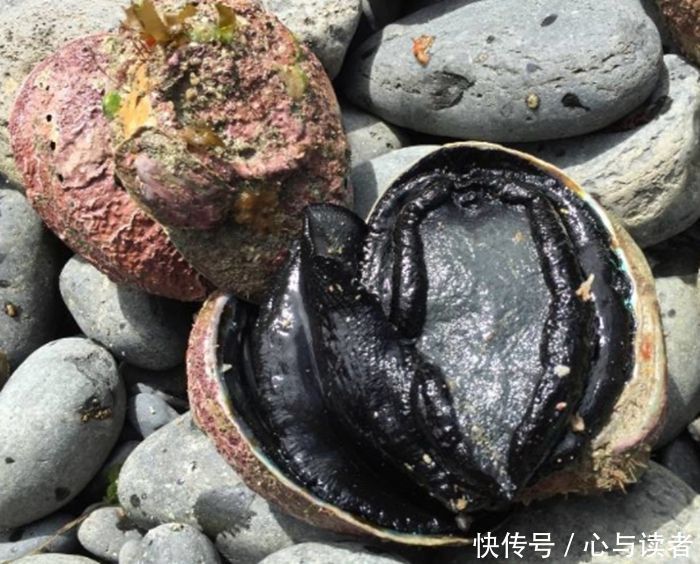 地震后海面隆起一个小岛，当地居民发现上面的东西而喜出望外